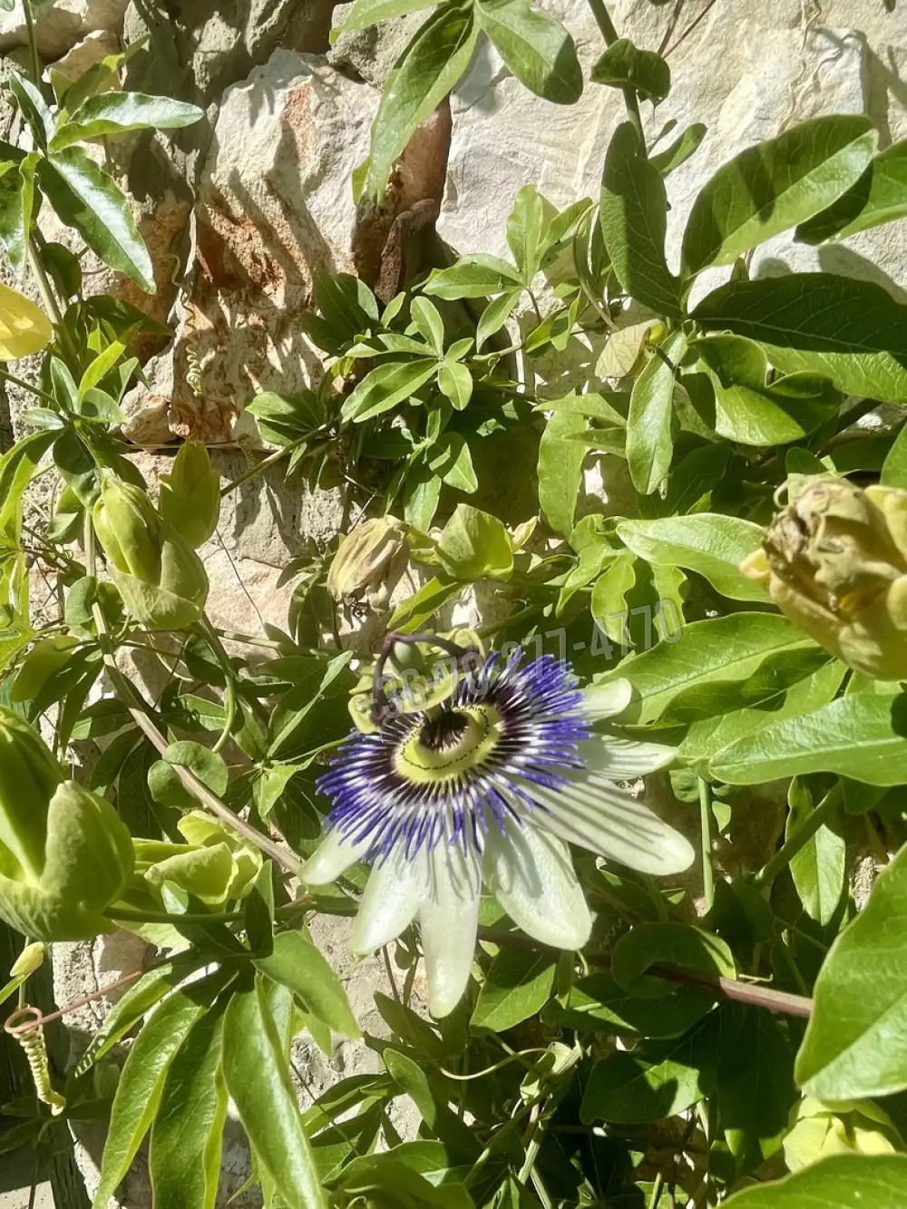 Komárom-Esztergom megye - Réde