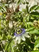 Komárom-Esztergom megye - Réde