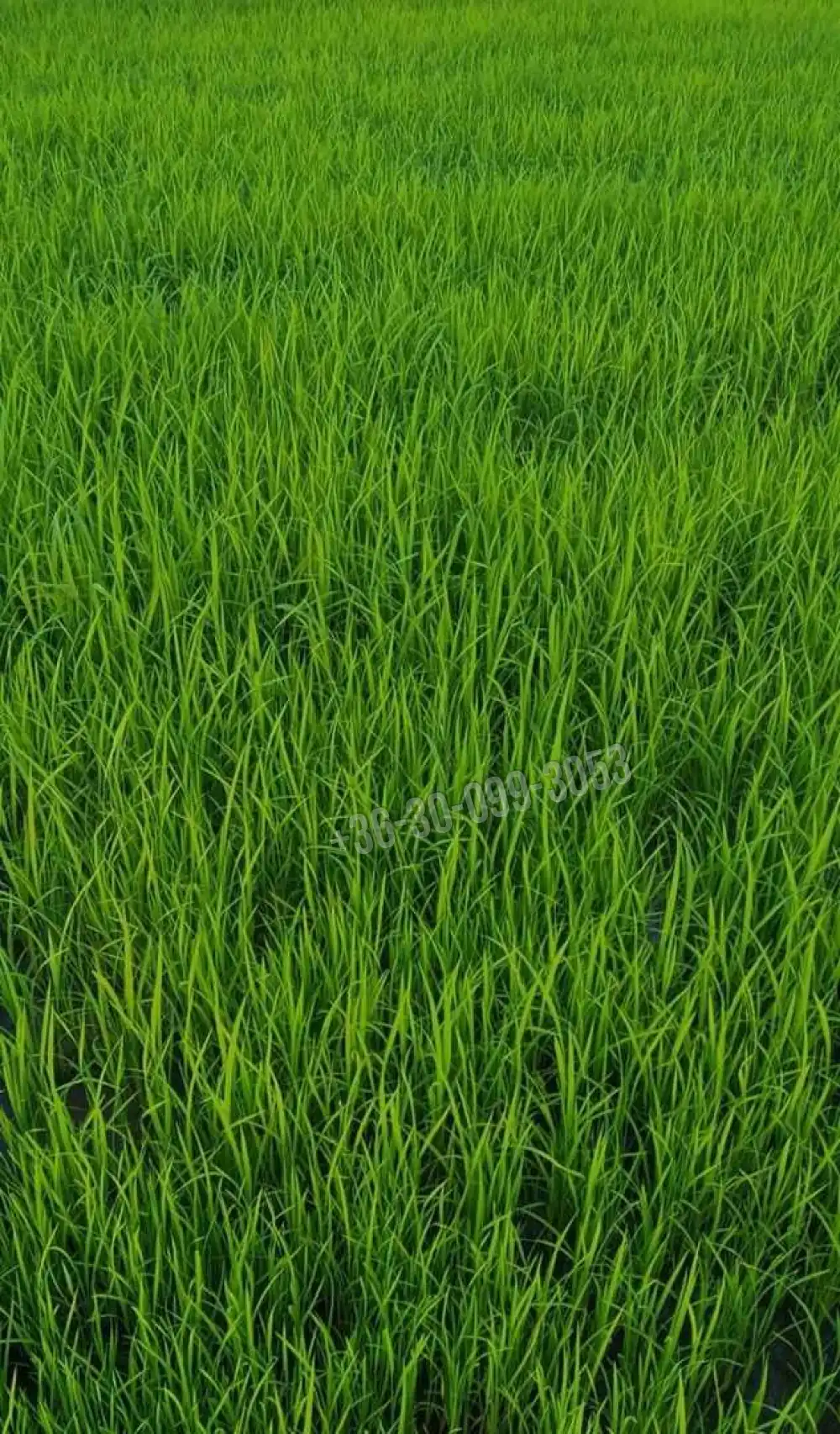 Győr-Moson-Sopron megye - Dunakiliti