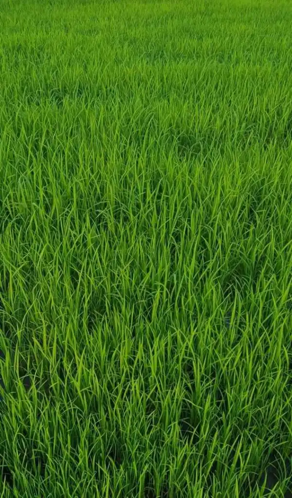 Eladó Építési telek, Dunakiliti 1 m² 28 M Ft