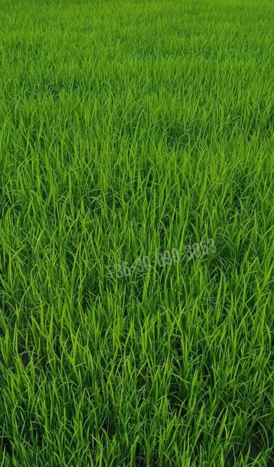 eladó  Építési telek, Mosonmagyaróvár