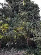 Komárom-Esztergom megye - Oroszlány